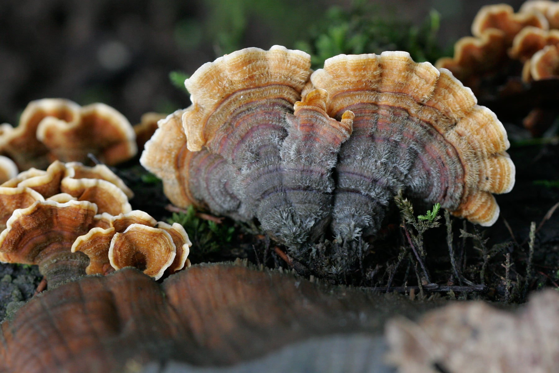 Turkey Tail: The Research & What You Need to Know Before Buying
