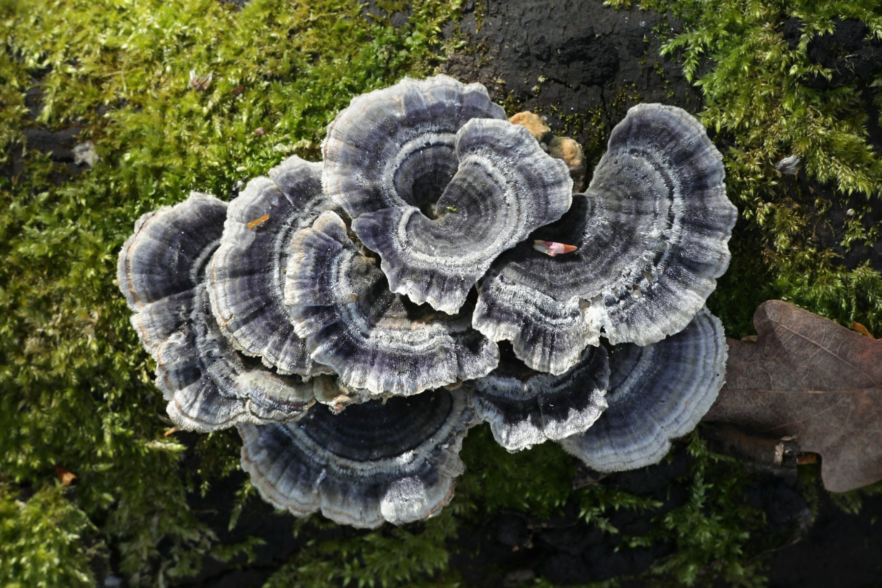 A Dive into Turkey Tail Research