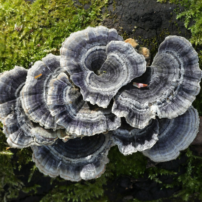 A Dive into Turkey Tail Research