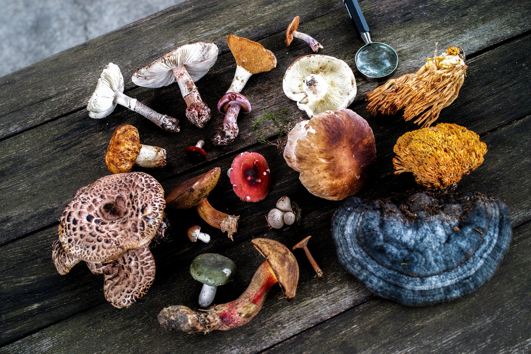 what are medicinal mushrooms